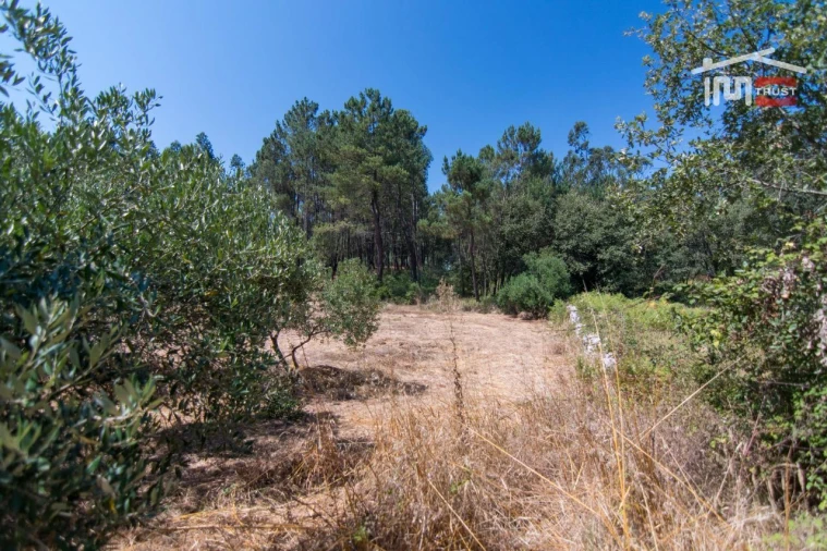 Terreno Agricola ou Rústico para Venda em Alqueidão da Serra Foto 8