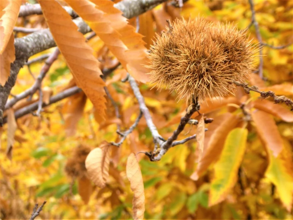Terreno Agricola ou Rústico para Venda em Outeiro Foto 4