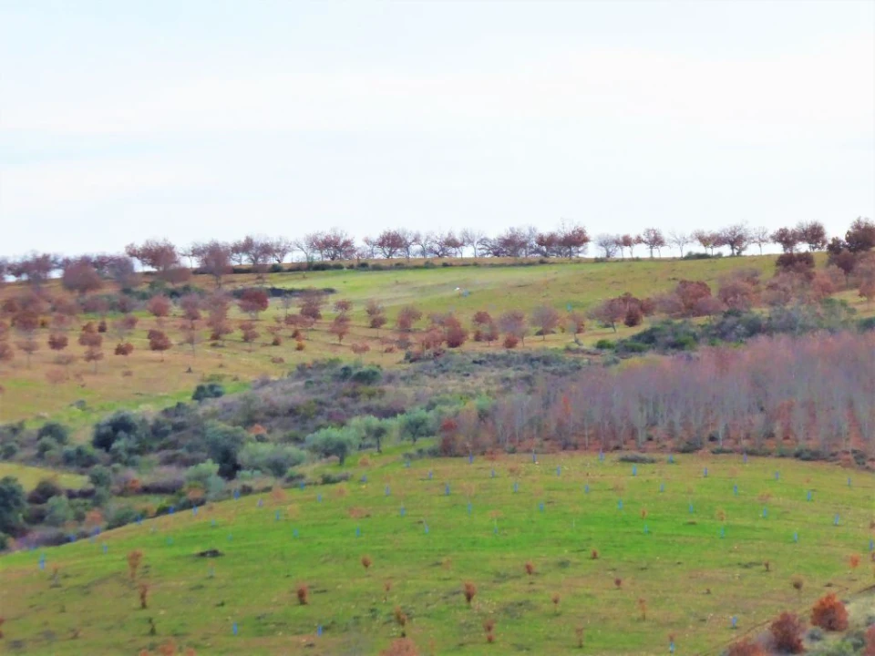Terreno Agricola ou Rústico para Venda em Outeiro Foto 5