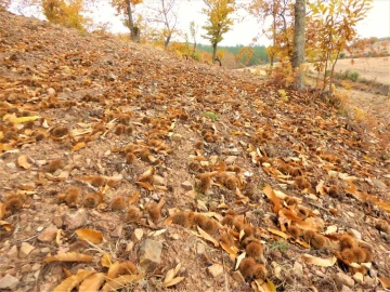 Terreno Agricola ou Rústico para Venda em Outeiro