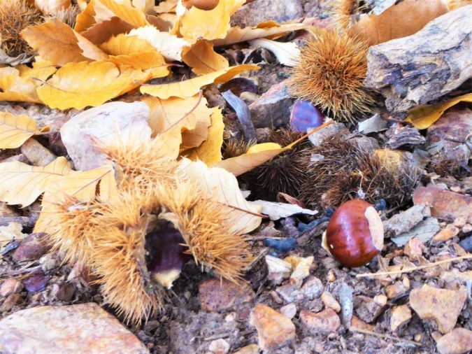 Terreno Agricola ou Rústico para Venda em Outeiro Foto 2