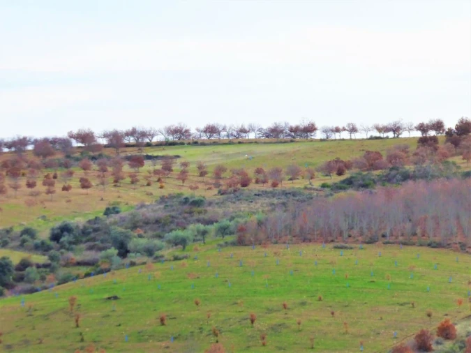 Terreno Agricola ou Rústico para Venda em Outeiro Foto 5