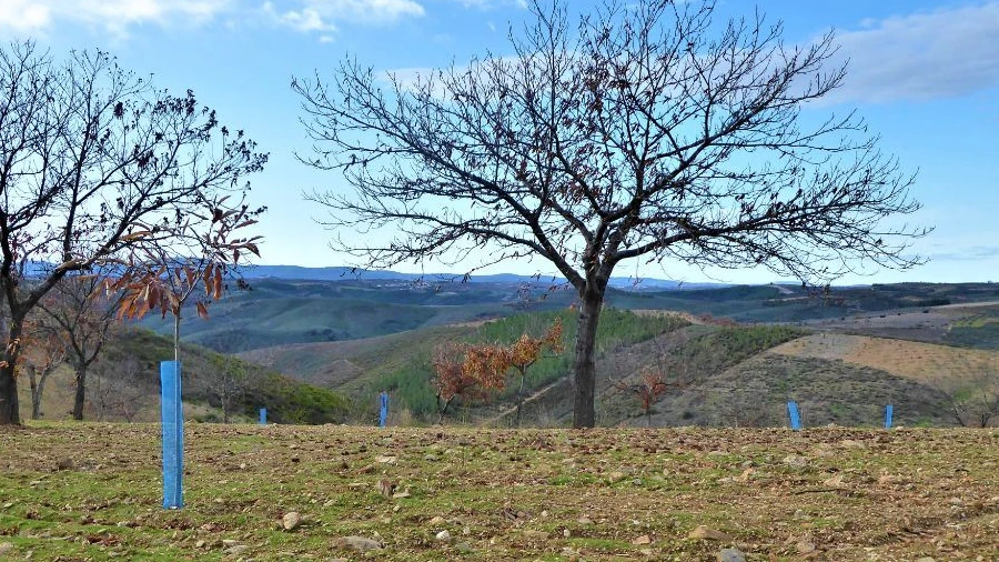 Terreno Agricola ou Rústico para Venda em Outeiro