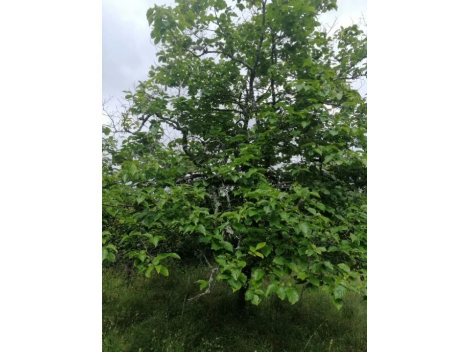 Quinta T0 para Venda em Beirã Foto 3