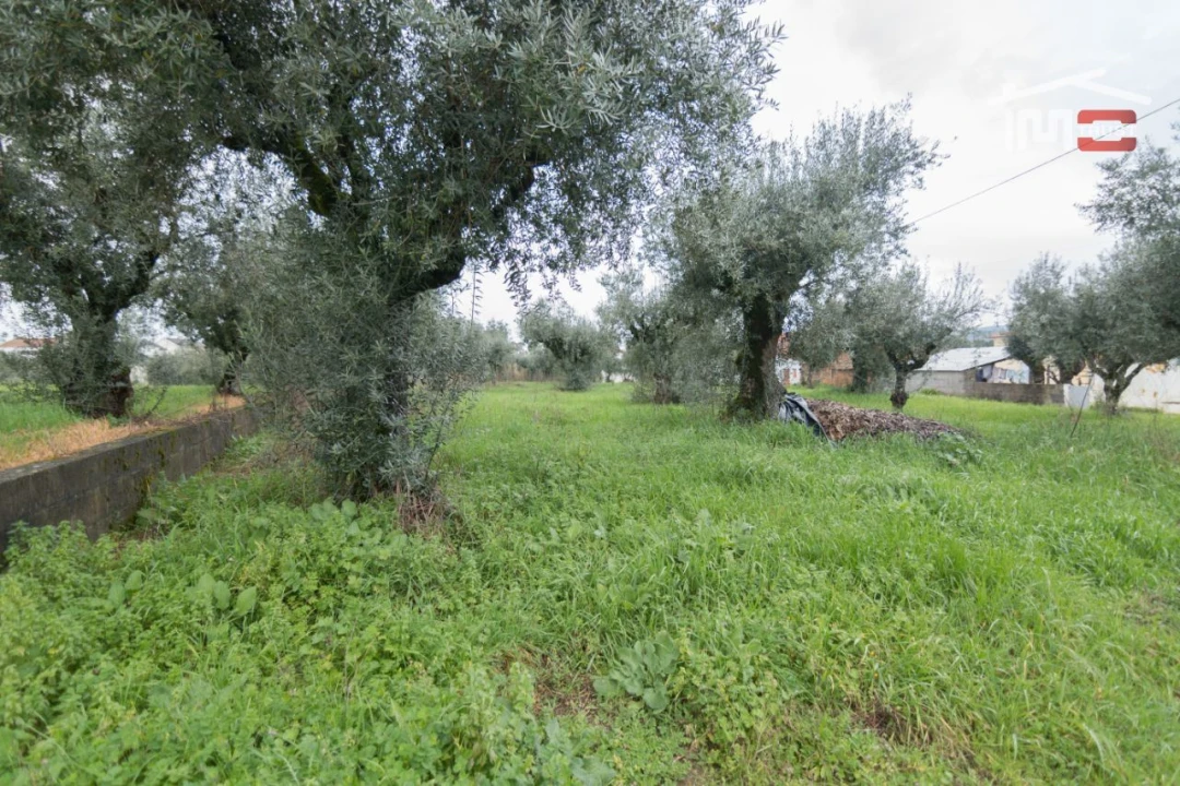 Terreno Agricola ou Rústico para Venda em Freixianda, Ribeira do Fárrio e Formigais Foto 1
