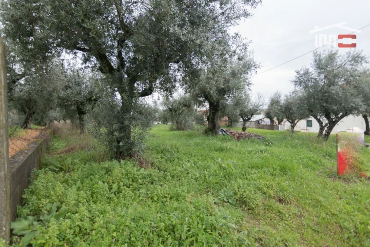 Terreno Agricola ou Rústico para Venda em Freixianda, Ribeira do Fárrio e Formigais Foto 3