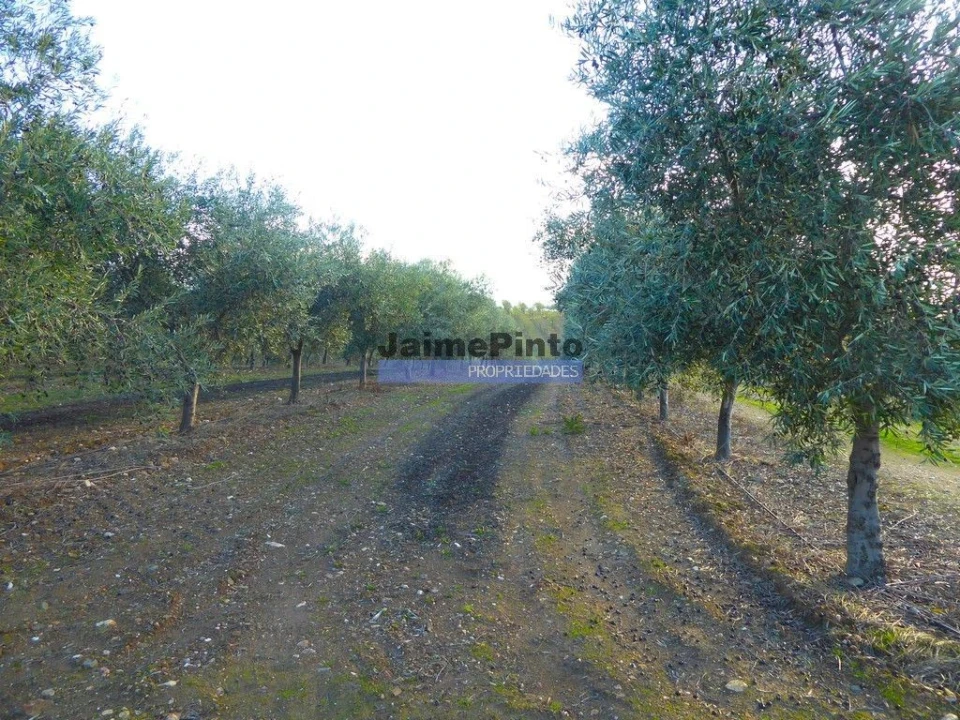 Terreno Agricola ou Rústico para Venda em Nossa Senhora da Conceição, São Pedro e São Dinis Foto 1