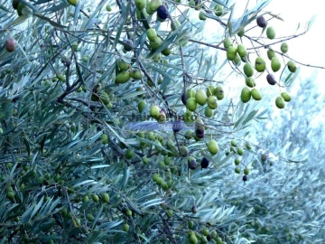 Terreno Agricola ou Rústico para Venda em Nossa Senhora da Conceição, São Pedro e São Dinis