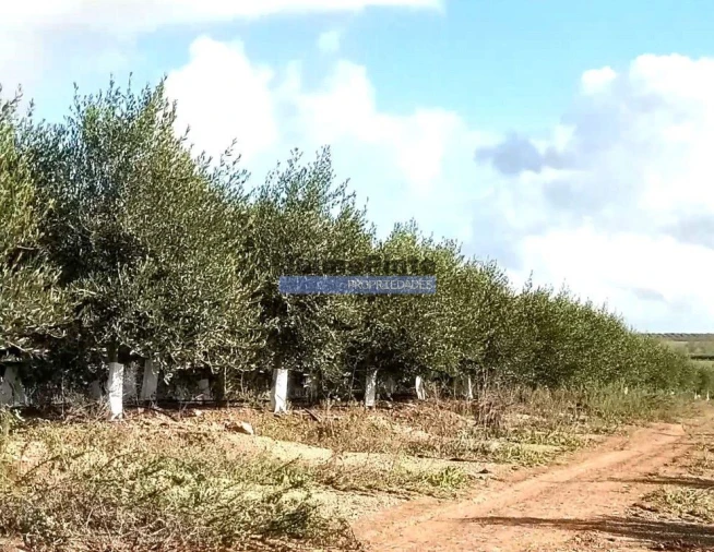 Terreno Agricola ou Rústico para Venda em Nossa Senhora da Conceição, São Pedro e São Dinis Foto 3