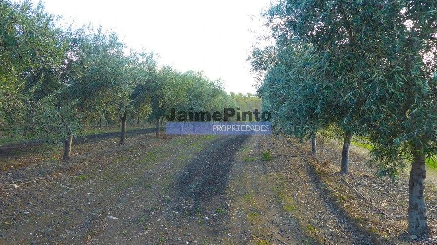 Terreno Agricola ou Rústico para Venda em Nossa Senhora da Conceição, São Pedro e São Dinis