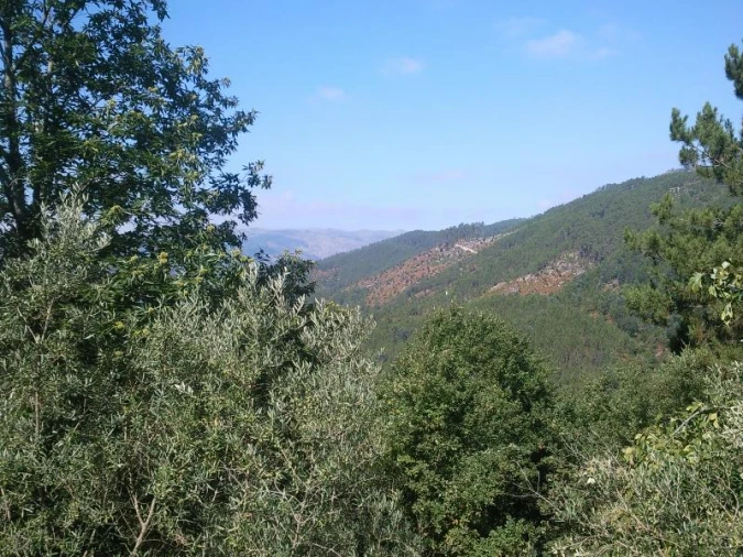 Terreno Misto para Venda em Louredo Foto 12