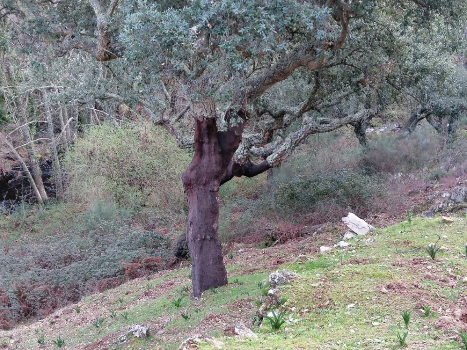 Quinta T3 para Venda em Santo Antonio das Areias Foto 26