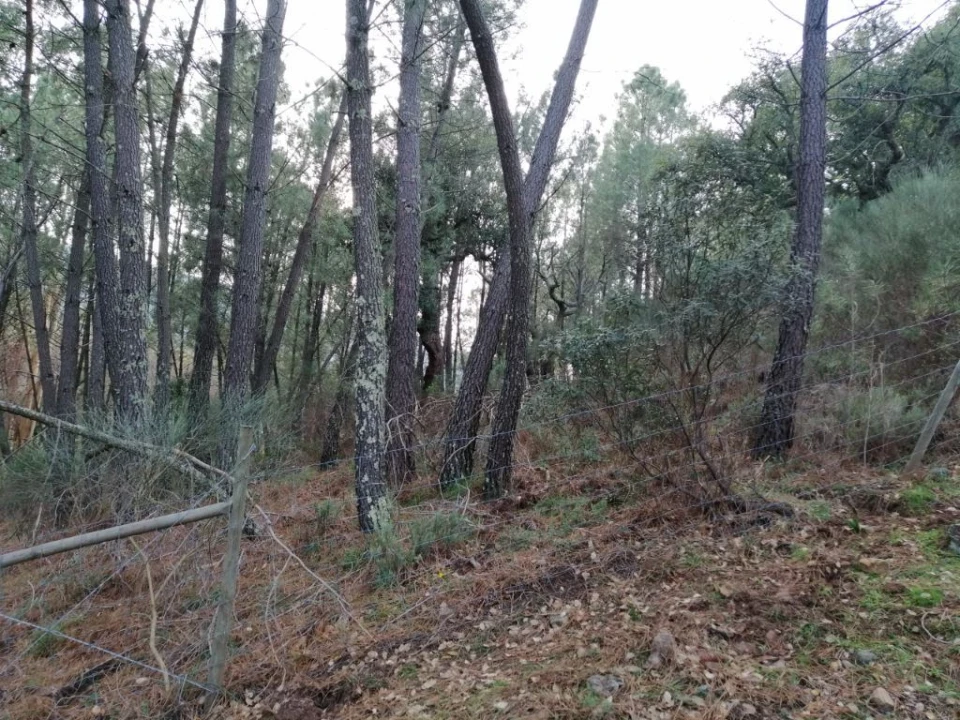 Quinta T3 para Venda em Santo Antonio das Areias Foto 27
