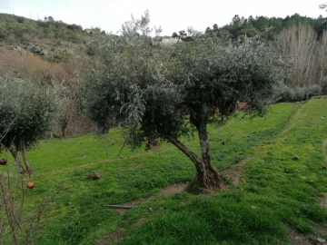Quinta T3 para Venda em Santo Antonio das Areias
