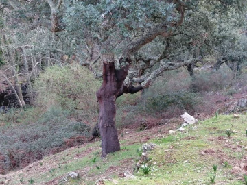 Quinta T3 para Venda em Santo Antonio das Areias