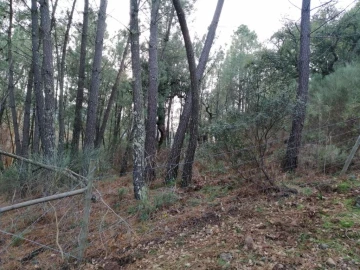 Quinta T3 para Venda em Santo Antonio das Areias