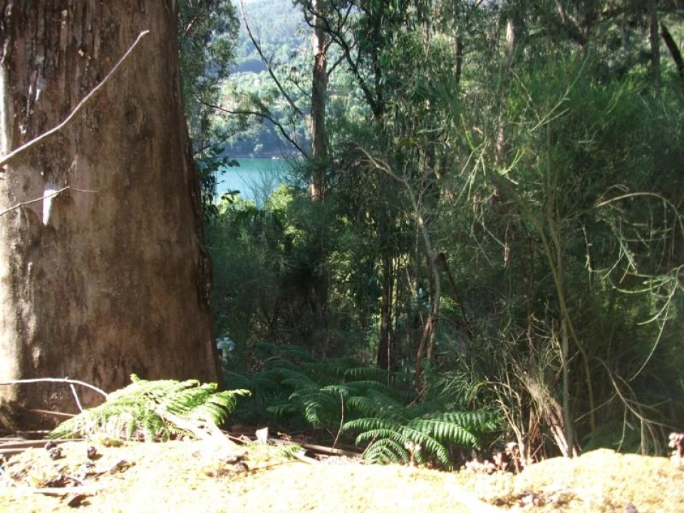 Terreno para Venda em Parada do Bouro Foto 6