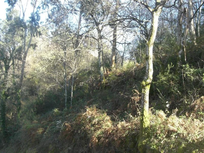 Terreno Agricola ou Rústico para Venda em Caniçada e Soengas Foto 8