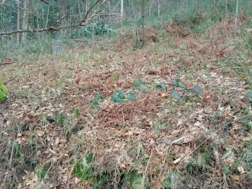 Terreno Agricola ou Rústico para Venda em Mosteiro