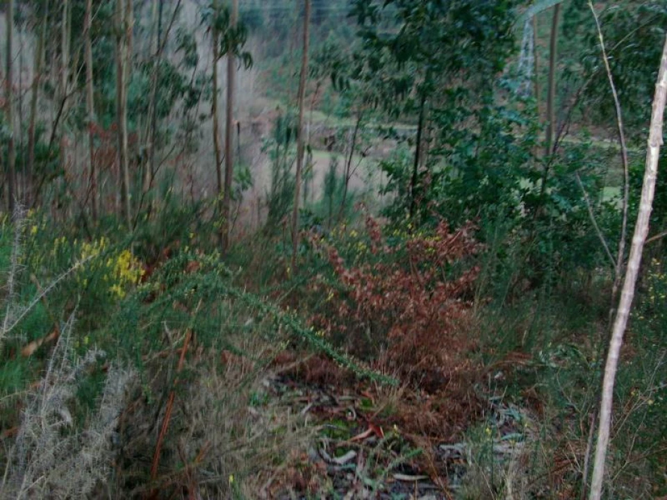 Terreno Agricola ou Rústico para Venda em Mosteiro Foto 6