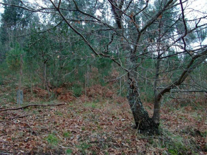 Terreno Agricola ou Rústico para Venda em Mosteiro Foto 5