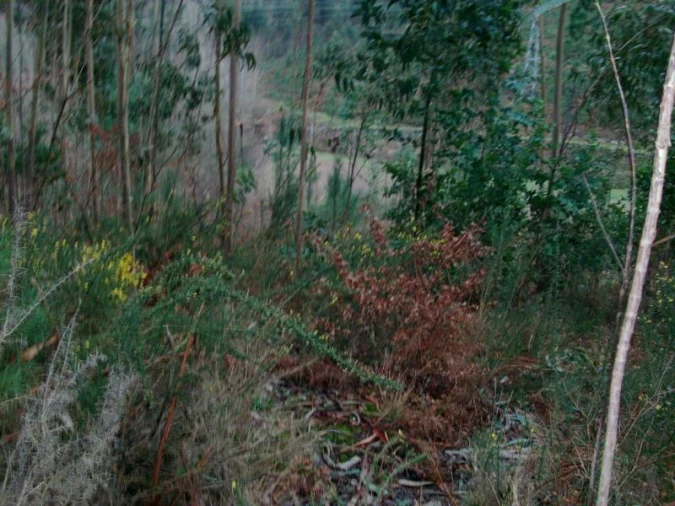 Terreno Agricola ou Rústico para Venda em Mosteiro Foto 6