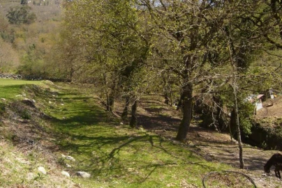 Terreno Agricola ou Rústico para Venda em Cantelães