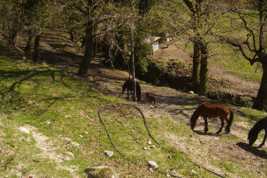 Terreno Agricola ou Rústico para Venda em Cantelães Foto 13