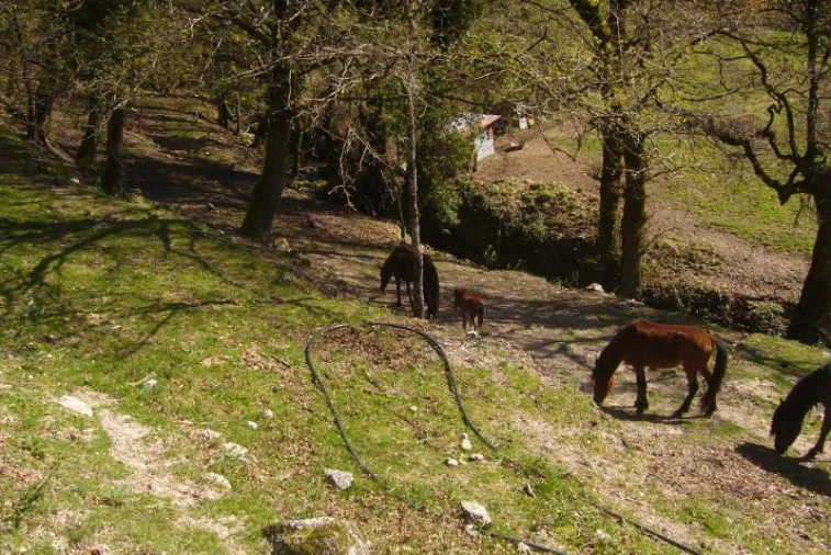Terreno Agricola ou Rústico para Venda em Cantelães Foto 13