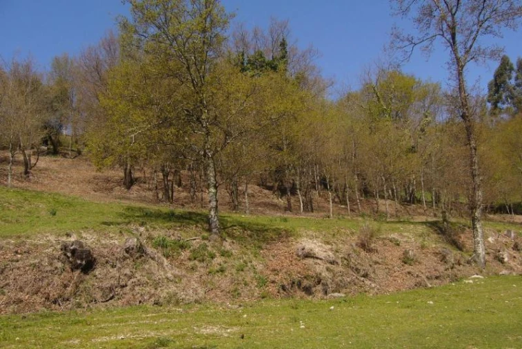 Terreno Agricola ou Rústico para Venda em Cantelães Foto 14