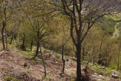 Negócio para Venda em Cantelães