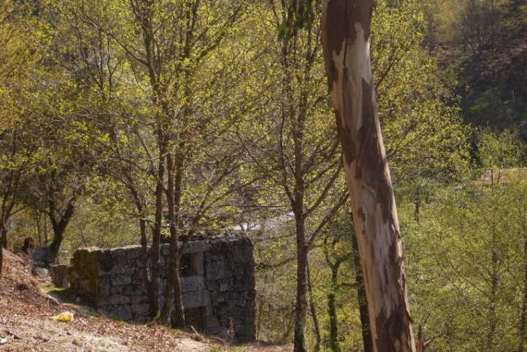 Negócio para Venda em Cantelães Foto 4