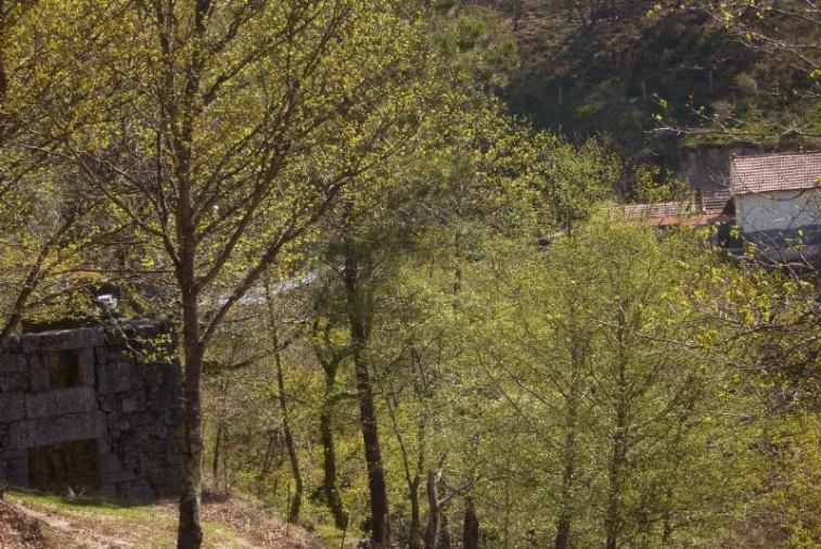Negócio para Venda em Cantelães Foto 9