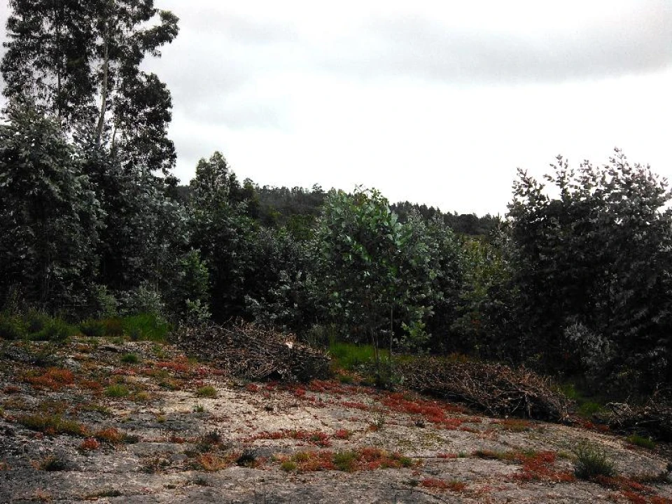 Terreno Agricola ou Rústico para Venda em Anissó e Soutelo Foto 6