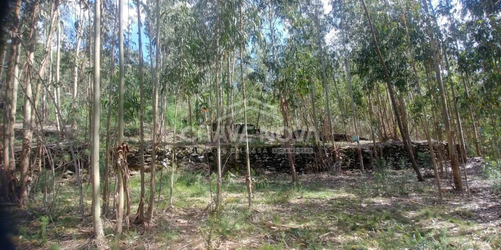Terreno Agricola ou Rústico para Venda em Mansores Foto 3