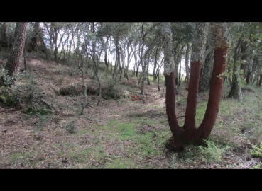 Terreno Misto para Venda em Nossa Senhora da Piedade