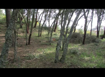 Terreno Misto para Venda em Nossa Senhora da Piedade