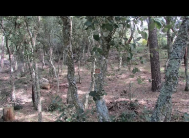 Terreno Misto para Venda em Nossa Senhora da Piedade