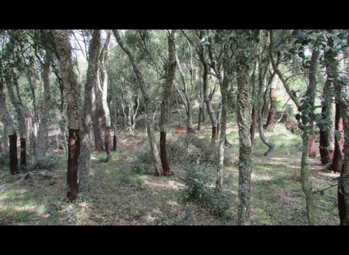 Terreno Misto para Venda em Nossa Senhora da Piedade Foto 7