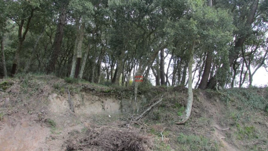 Terreno Misto para Venda em Nossa Senhora da Piedade
