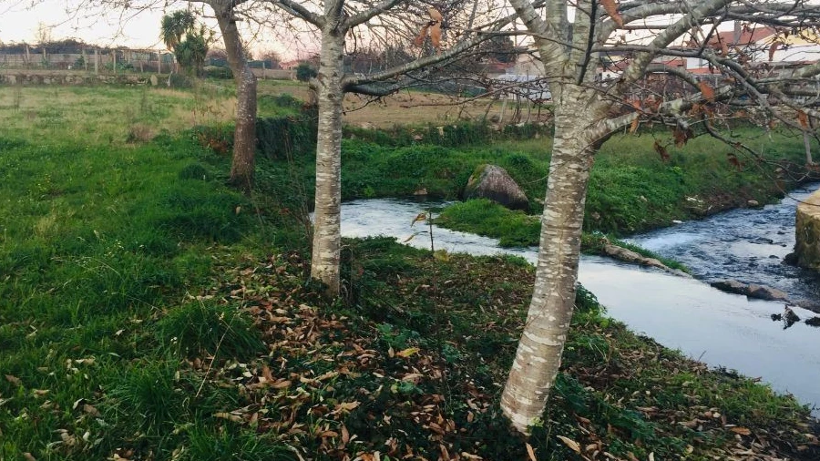 Terreno Agricola ou Rústico para Venda em Perelhal