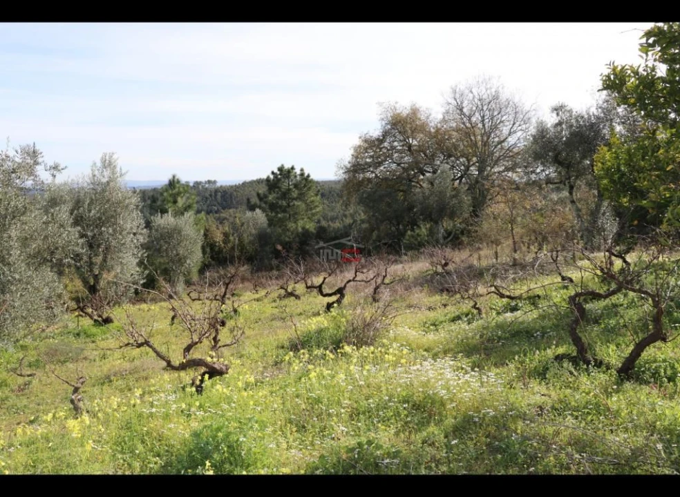 Terreno Misto para Venda em Alburitel Foto 2