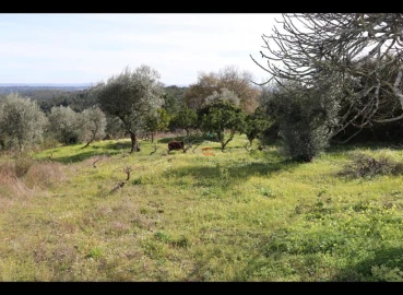 Terreno Misto para Venda em Alburitel