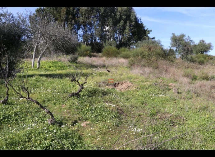 Terreno Misto para Venda em Alburitel Foto 10