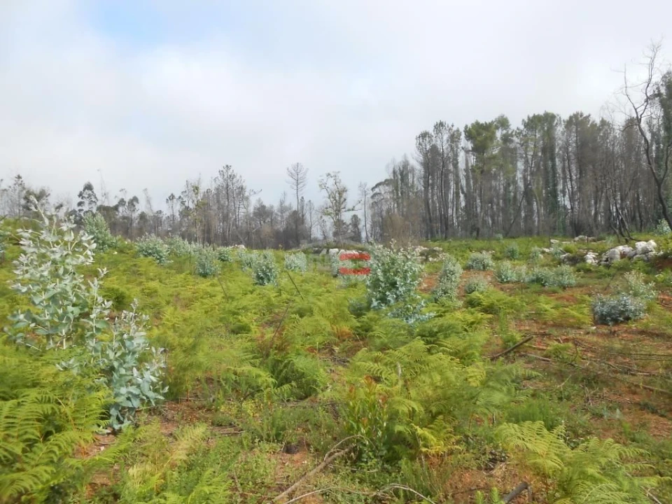 Terreno Misto para Venda em Fatima Foto 3