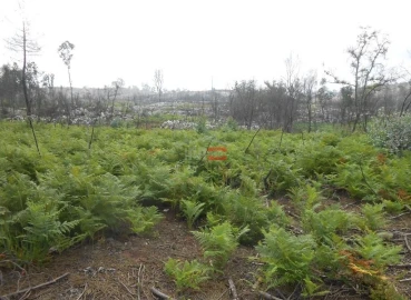 Terreno Misto para Venda em Fatima