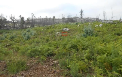 Terreno Misto para Venda em Fatima