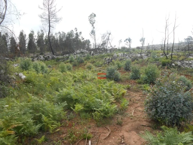 Terreno Misto para Venda em Fatima Foto 16