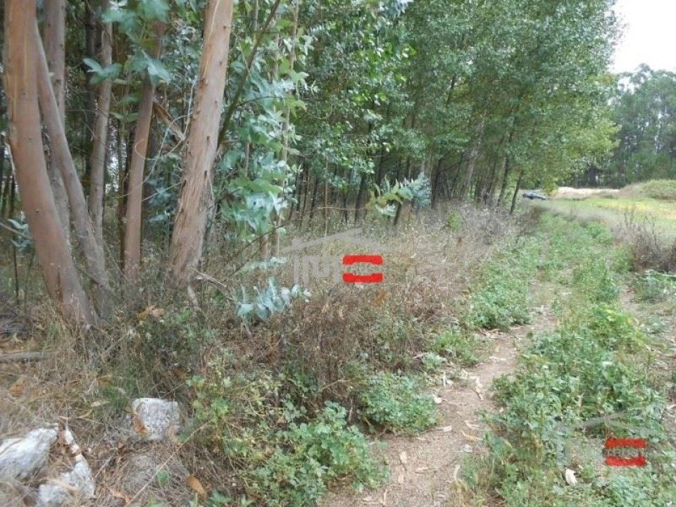 Terreno Misto para Venda em Santa Catarina da Serra e Chainça Foto 3