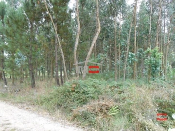 Terreno Misto para Venda em Santa Catarina da Serra e Chainça